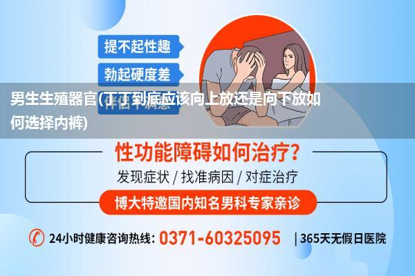 男生生殖器官(丁丁到底应该向上放还是向下放如何选择内裤)